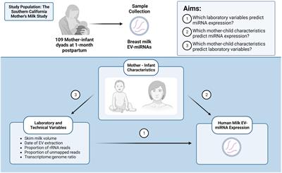 Influence of technical and maternal-infant factors on the measurement and expression of extracellular miRNA in human milk